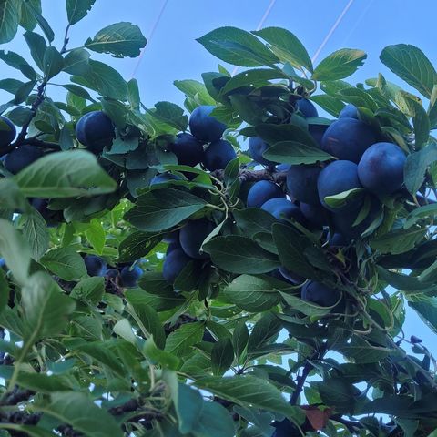 5424 51st Avenue N, Crystal, MN 55429