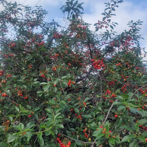 5424 51st Avenue N, Crystal, MN 55429