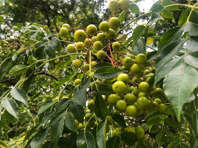 2024 Blue Ridge Drive, Cedar Hill, TX 75104