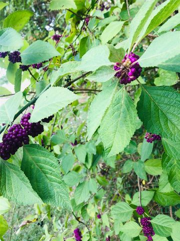 2024 Blue Ridge Drive, Cedar Hill, TX 75104