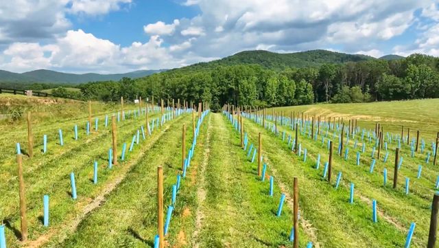 Lot 337 Timber Creek Trail, Talking Rock, GA 30175