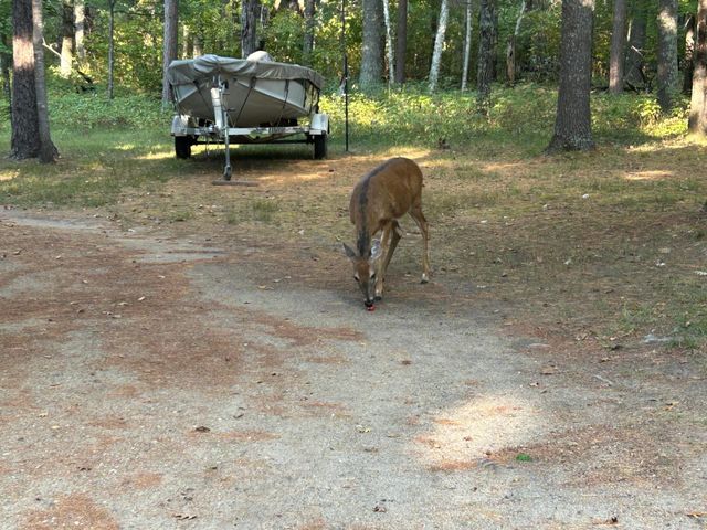 23650 Glory Trail, Park Rapids, MN 56470