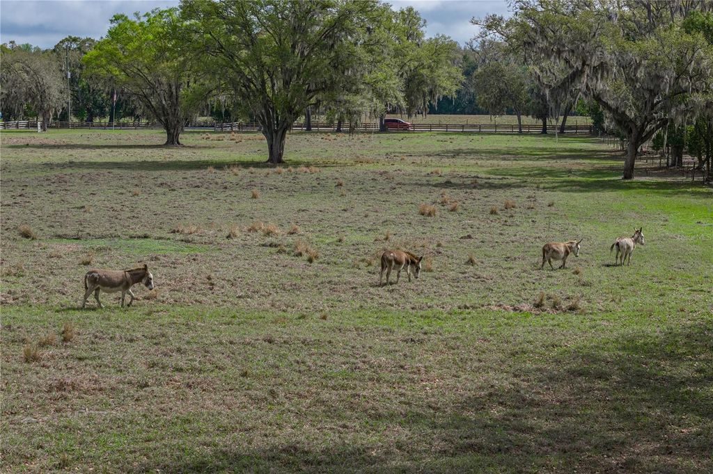 Image 88 of property listing at 15131 BELLAMY BROTHERS BOULEVARD, Dade City, FL 33525