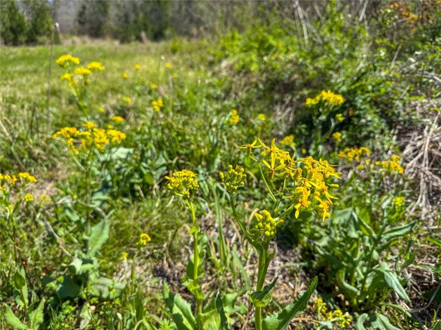 TBD Fm 946, Coldspring, TX 77331