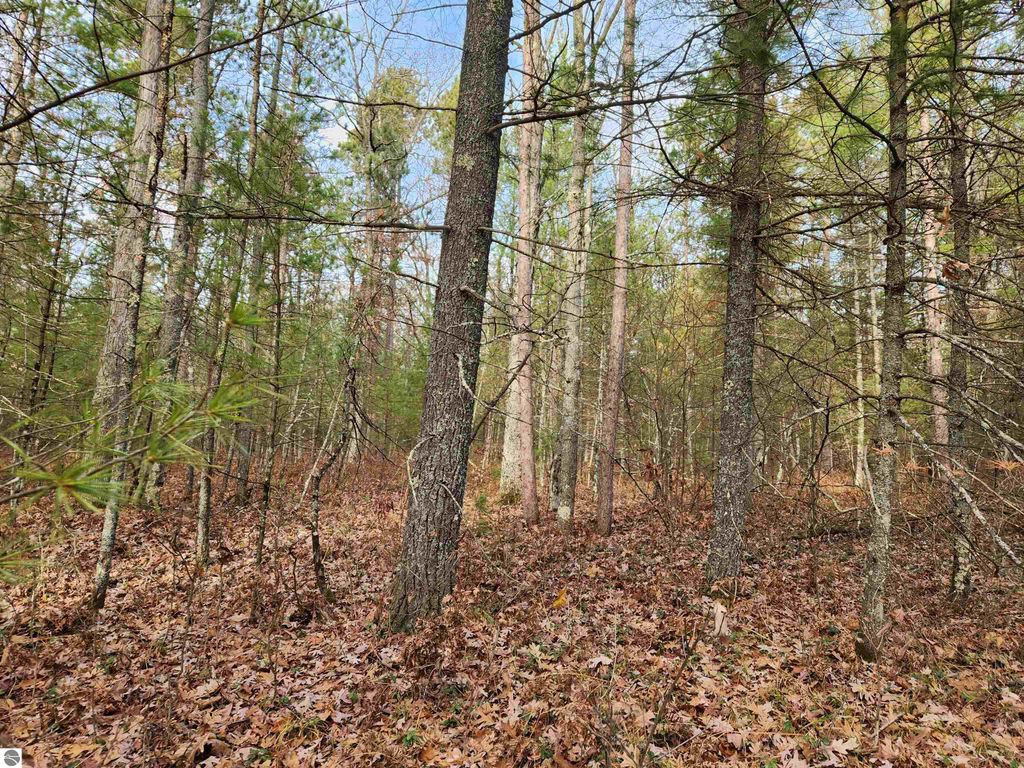 Dense wooded area showcasing tall trees and fallen leaves, representing the natural landscape of the 6-acre vacant land for sale on Hall Creek Road, Interlochen, MI, ideal for outdoor recreation and privacy.