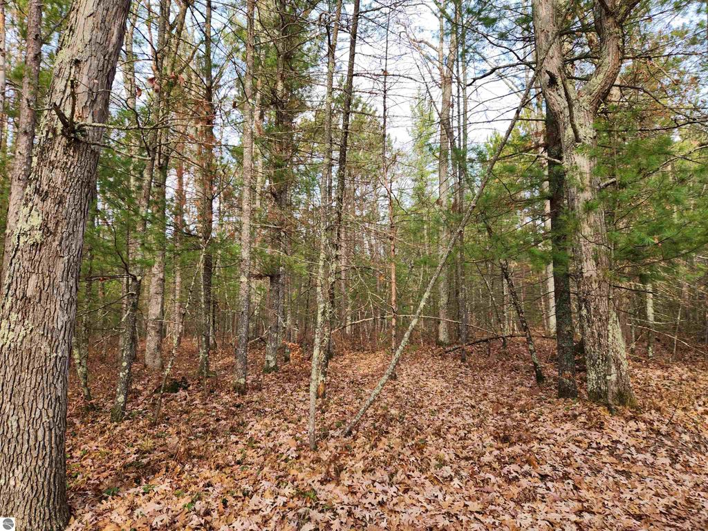 Wooded landscape with tall trees and fallen leaves, showcasing approximately 6 acres of natural land on Hall Creek Road, ideal for privacy and recreation in Northern Michigan.