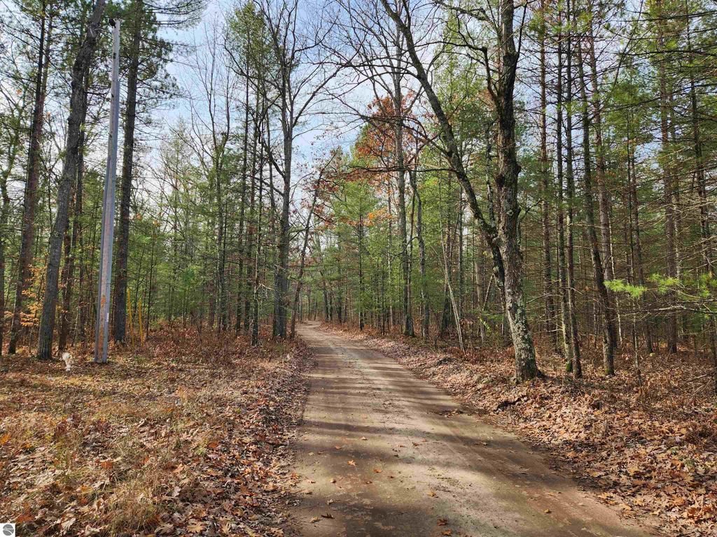 Dirt road winding through wooded area with tall trees and fallen leaves, representing the natural surroundings of the 6-acre vacant land on Hall Creek Road, Interlochen, MI.