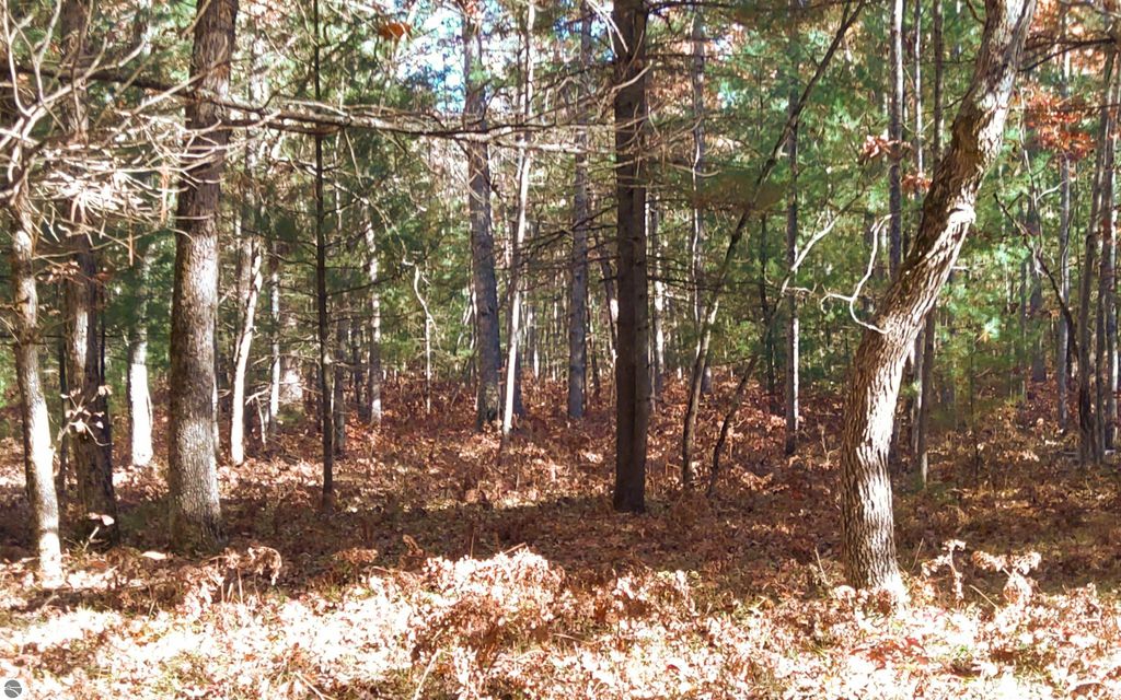 Wooded landscape in Northern Michigan featuring tall trees, fallen leaves, and natural sunlight filtering through the branches, representing a 6-acre vacant land opportunity on Hall Creek Road, Interlochen.