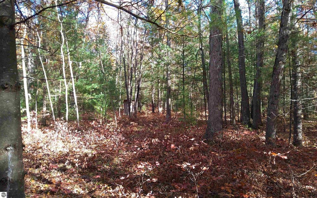 Wooded landscape depicting approximately 6 acres of vacant land on Hall Creek Road, showcasing a mix of tall trees, fallen leaves, and natural surroundings ideal for outdoor recreation and privacy in Northern Michigan.