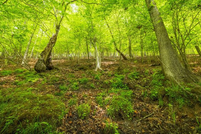 2.90Acre Galloway Road, Blue Ridge, GA 30513