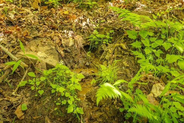 2.90Acre Galloway Road, Blue Ridge, GA 30513