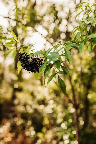 5812 N DORMANY ROAD, Plant City, FL 33565