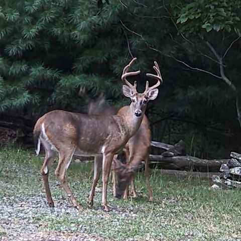 16 Enchanting Circle, Morganton, GA 30560