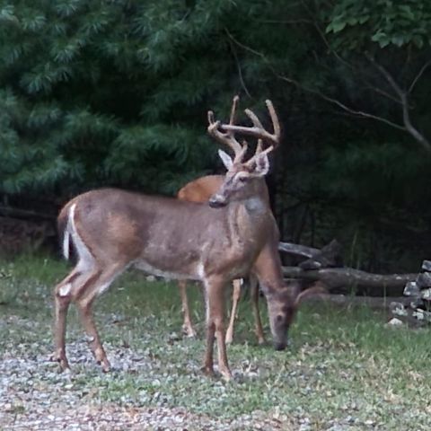 16 Enchanting Circle, Morganton, GA 30560