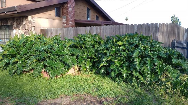 1625 Catalpa St, Olivehurst, CA 95961