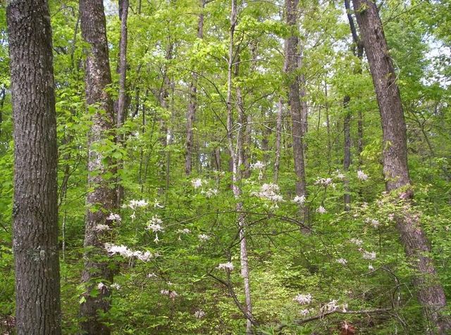 0 Sequatchie Mountain Road, Sequatchie, TN 37374