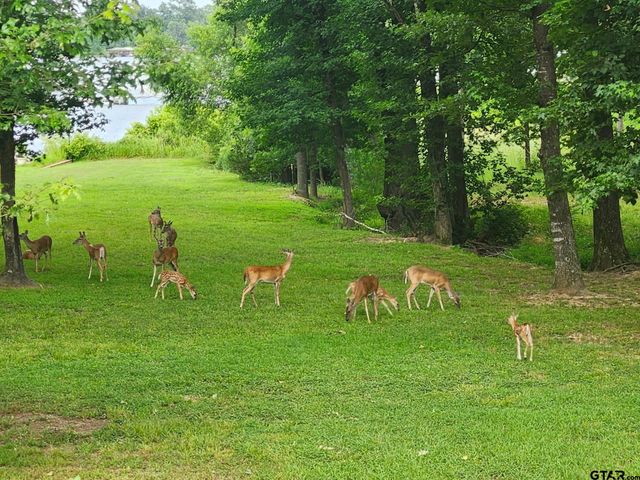 411 Sterling Shores Dr, Scroggins, TX 75480