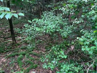 7.67 AC. HOLBERT COVE Road 7.67 AC., Saluda, NC 28773