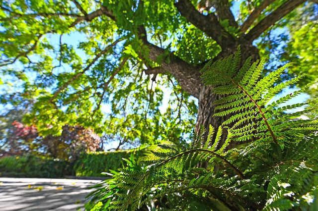 274 Huntley Ave, Auburn, CA 95603