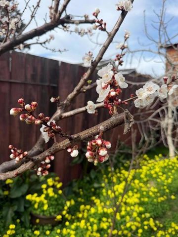 140 S Rengstorff Avenue, Mountain View, CA 94040