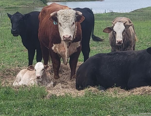 1526 Sandy Road, Big Wells, TX 78830