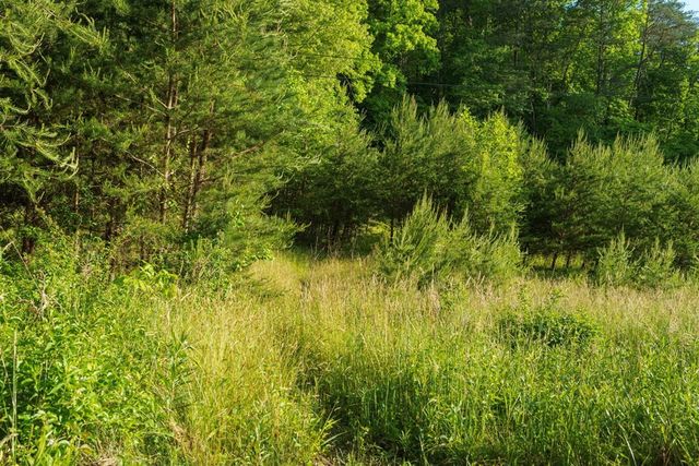TR 1&2 W Gum Log Road, Warne, NC 28909
