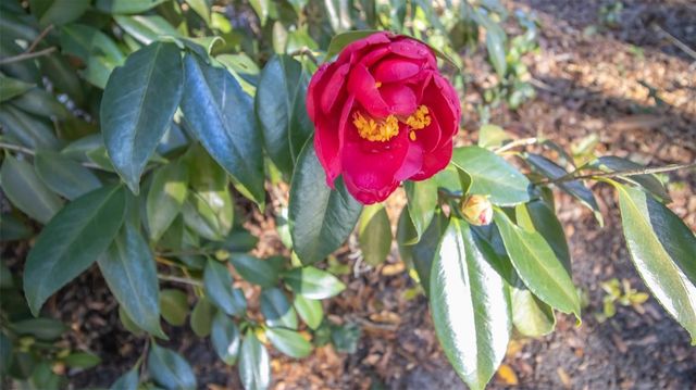 243 HERMAN DRIVE, Hawthorne, FL 32640