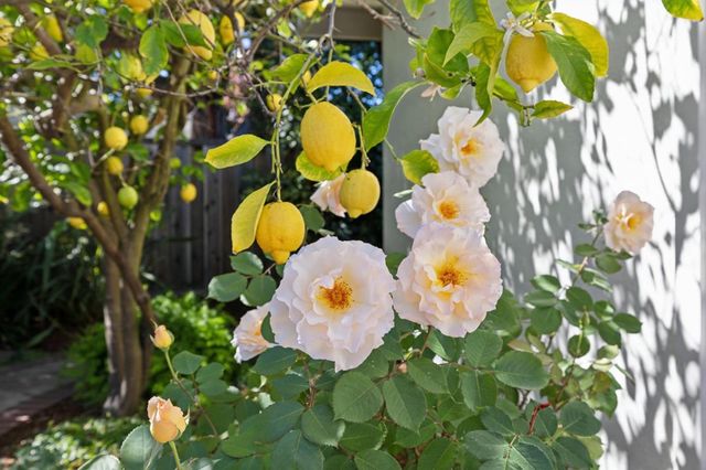 100 Yerba Santa Avenue, Los Altos, CA 94022