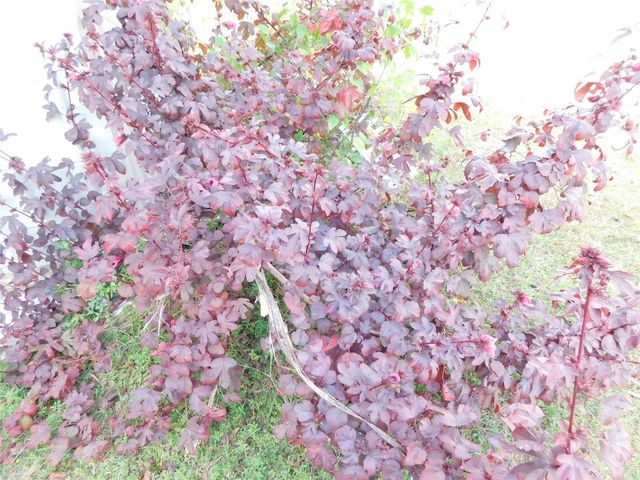 2460 NW GARVIN AVENUE, Arcadia, FL 34266