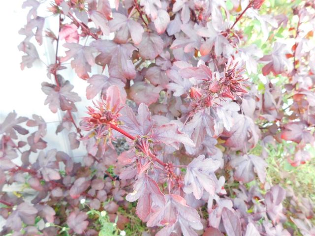 2460 NW GARVIN AVENUE, Arcadia, FL 34266