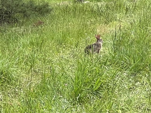 0020 English Rd Road, Bedias, TX 77831