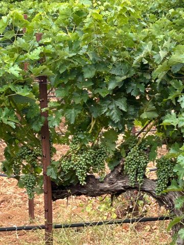 2400 Nelligan Rd, Glen Ellen, CA 95442