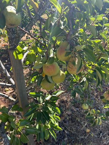 2400 Nelligan Rd, Glen Ellen, CA 95442