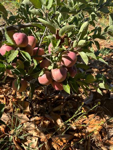 2400 Nelligan Rd, Glen Ellen, CA 95442