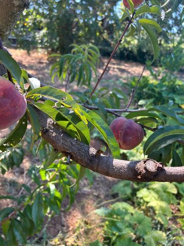 2400 Nelligan Rd, Glen Ellen, CA 95442