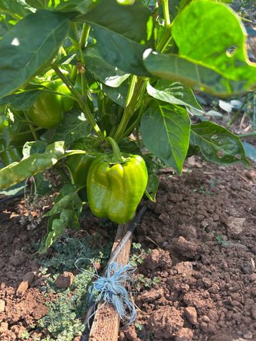 2400 Nelligan Rd, Glen Ellen, CA 95442