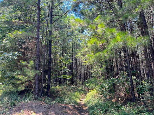 06 Bayou Road, Milam, TX 75948