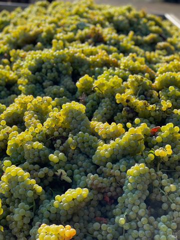 8320 Franz Valley Rd, Calistoga, CA 94515