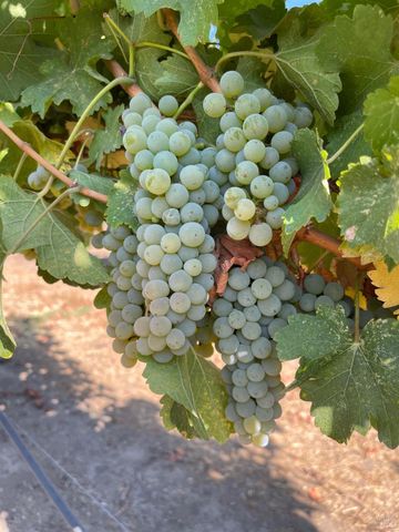 8320 Franz Valley Rd, Calistoga, CA 94515