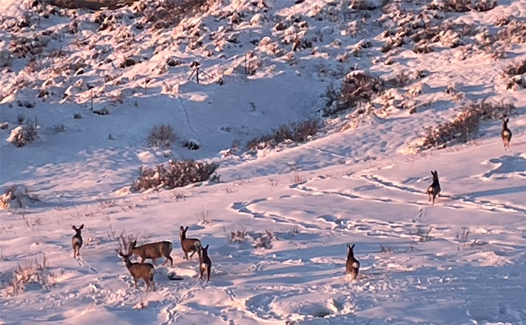 88 Marmot Lane, Great Falls, MT 59404 photo 89