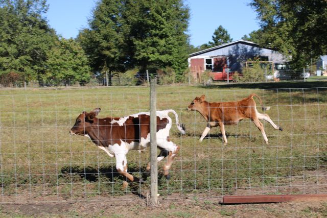 3260 AL-55, Florala, AL 36442