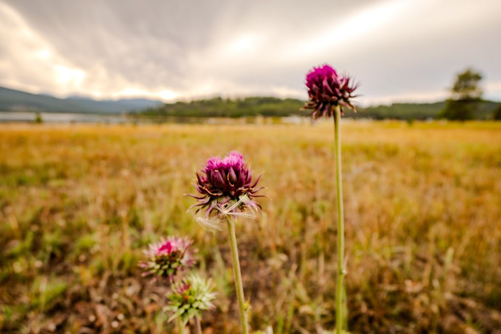 10 Green Meadow Lane, Anaconda, MT 59711 photo 22