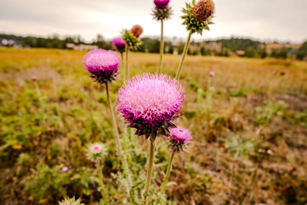 10 Green Meadow Lane, Anaconda, MT 59711 photo 23