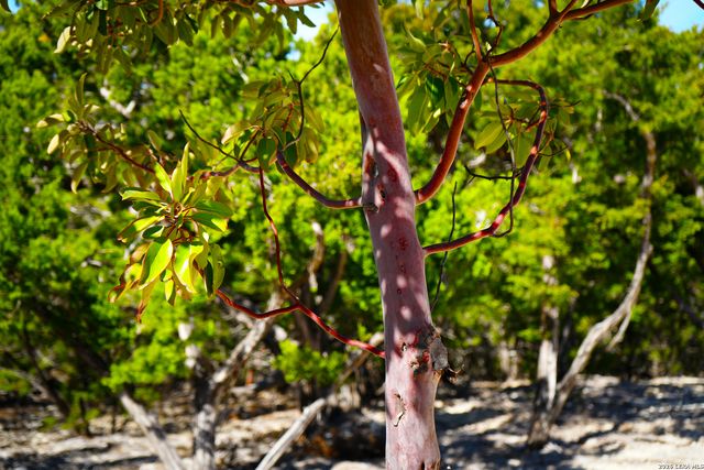 1455 Willow Springs, Pipe Creek, TX 78063