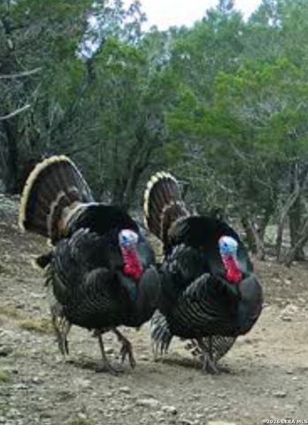 1455 Willow Springs, Pipe Creek, TX 78063