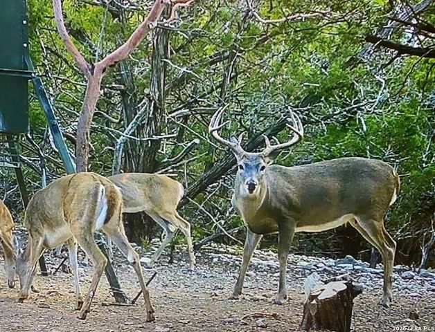 1455 Willow Springs, Pipe Creek, TX 78063