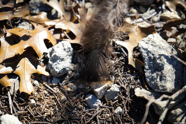 1455 Willow Springs, Pipe Creek, TX 78063