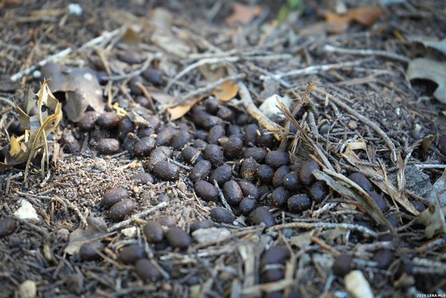 1455 Willow Springs, Pipe Creek, TX 78063