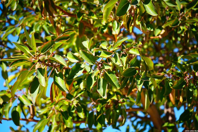 1455 Willow Springs, Pipe Creek, TX 78063