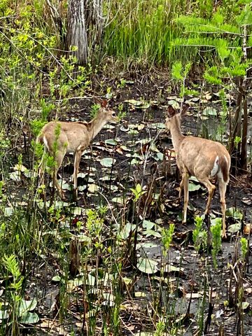Lot-49 Cypress Drive, Santa Rosa Beach, FL 32459